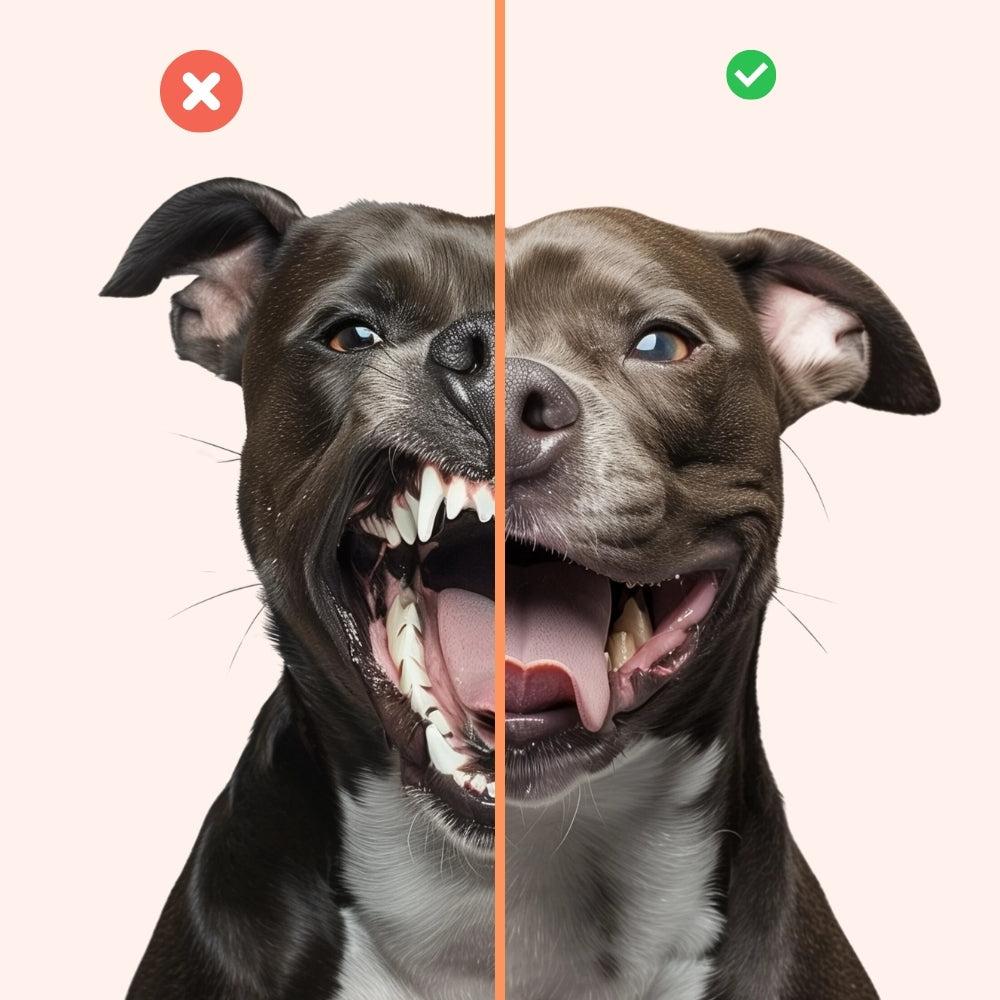 Brikly's Obedience Trainer